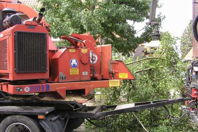 berkenboom versnipperen in eindhoven